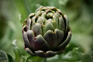 Sagra della Schiacciata di Pasqua e del Carciofo Fritto 2026 a Ponte a Egola